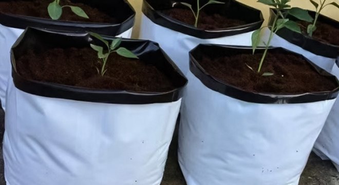 Application of Anti-UV Masterbatch in grow bags 