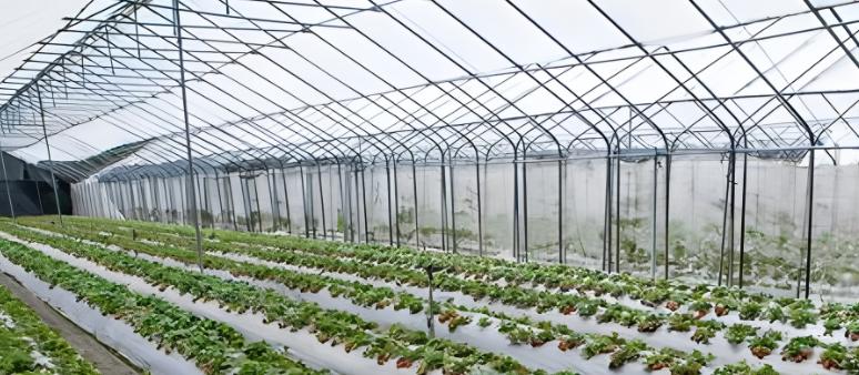 UV masterbatch for green house 2